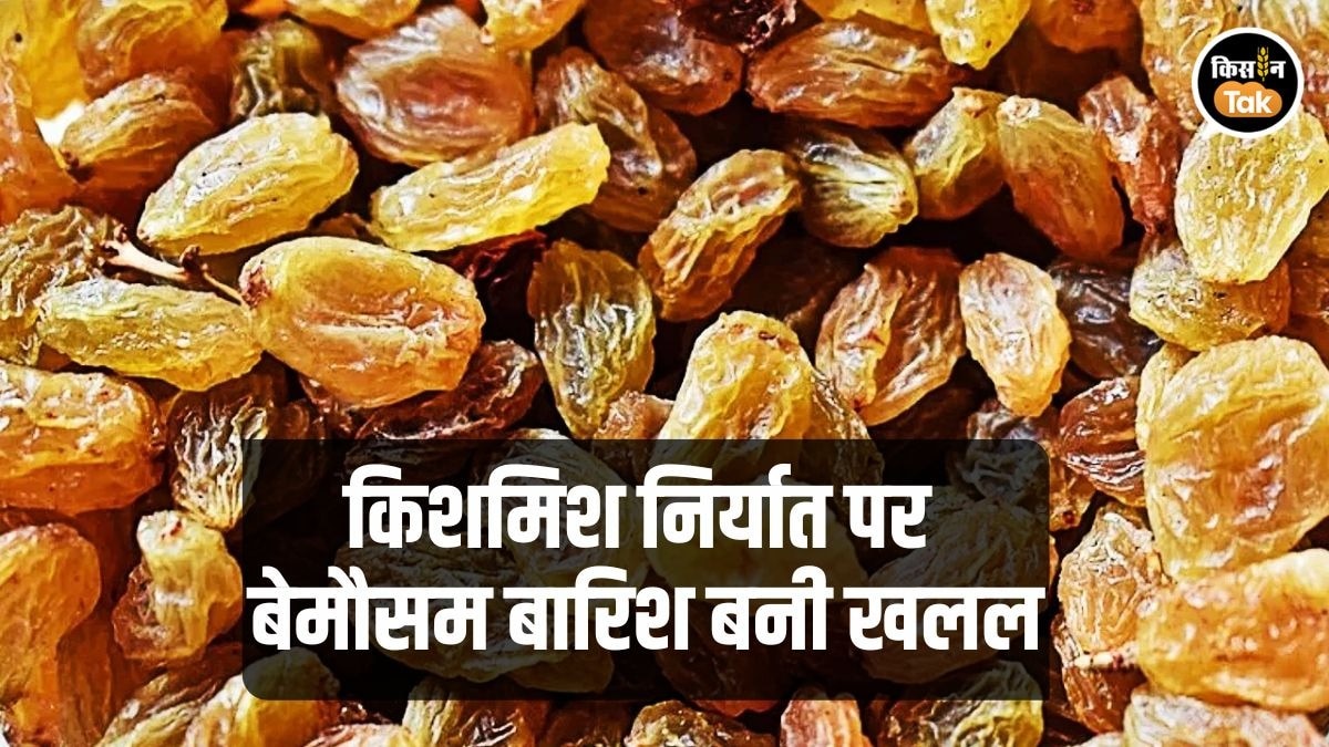 किशमिश निर्यात पर बारिश का असर