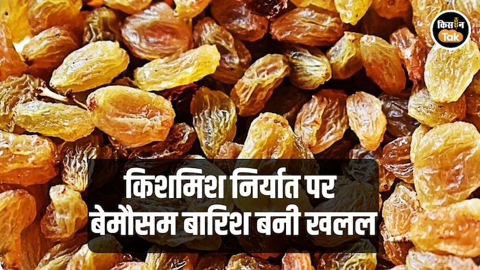 किशमिश निर्यात पर बारिश का असर