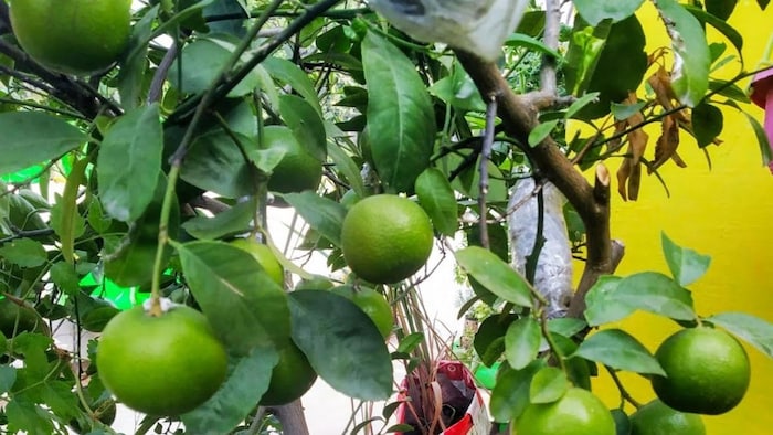 Karnataka Indi lime export to oman