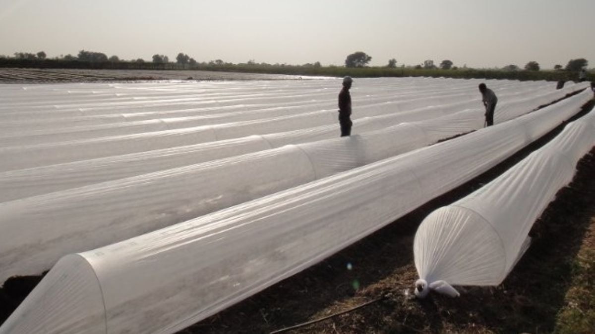 लो-टनल पॉलीहाउस 