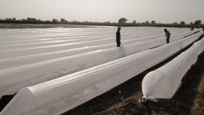 लो-टनल पॉलीहाउस