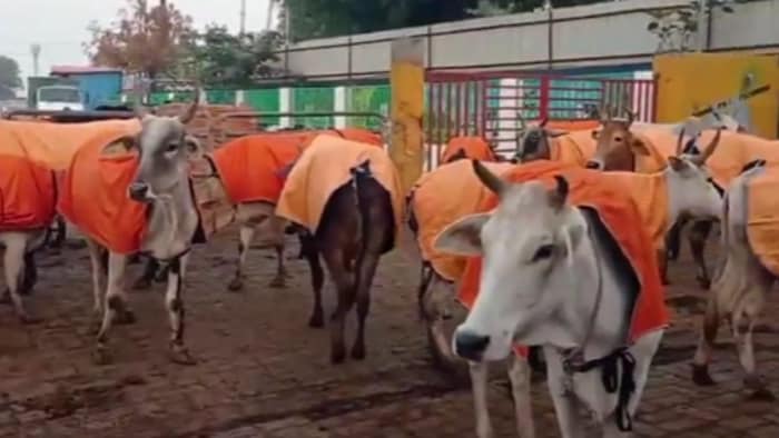 पशुओं को पहनाए जा रहे 'काउ-कोट'