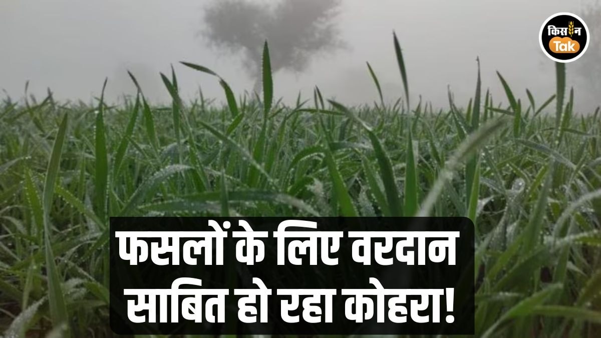 फसलों के लिए फायदेमंद है कोहरा
