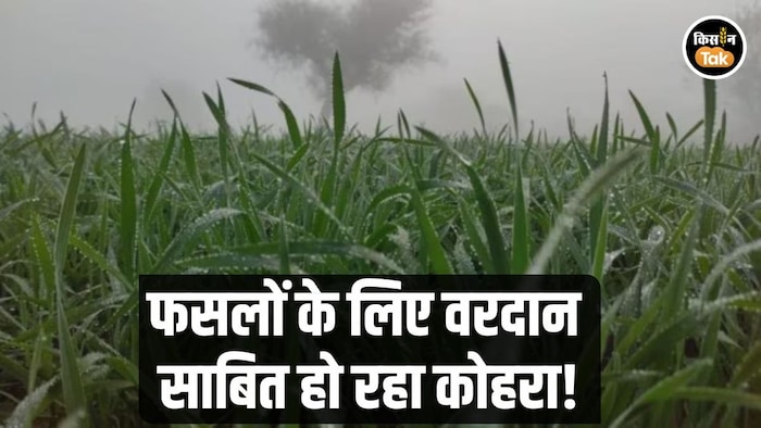 फसलों के लिए फायदेमंद है कोहरा
