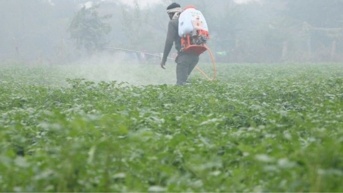 कोहरे से फसलों के बचाव के लिए किसान बरतें सावधानी, कानपुर के कृषि विश्वविद्यालय ने जारी की एडवाइजरी