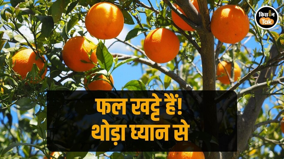 Farming Tips: खट्टे फलों की खेती के लिए बहुत काम की हैं फसल कटाई के बाद ये खास ट्रिक्स Farming Tips: खट्टे फलों की खेती के लिए बहुत काम की हैं फसल कटाई के बाद ये खास ट्रिक्स