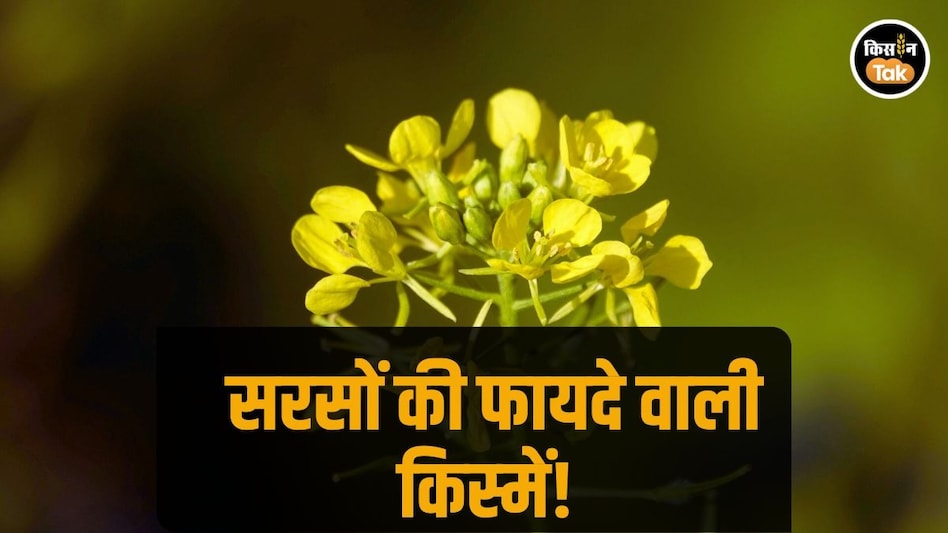 Mustard Farming: सरसों की खेती के लिए ये 4 पछेती किस्में हैं बेहद मुनाफे वाली Mustard Farming: सरसों की खेती के लिए ये 4 पछेती किस्में हैं बेहद मुनाफे वाली