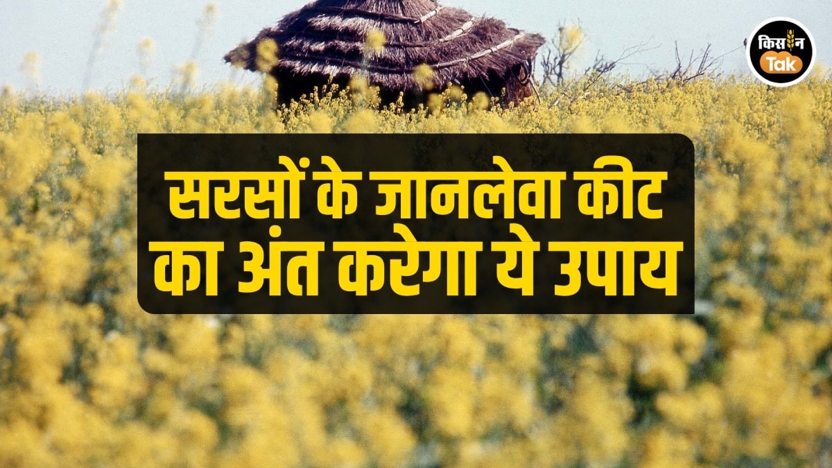mustard farming