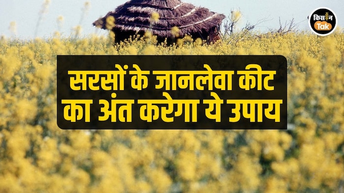 mustard farming
