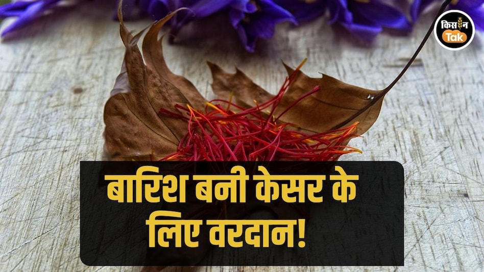 पंपोर में 24 घंटे की बारिश से खिले केसर किसानों के चेहरे, बर्फबारी से आई राहत पंपोर में 24 घंटे की बारिश से खिले केसर किसानों के चेहरे, बर्फबारी से आई राहत