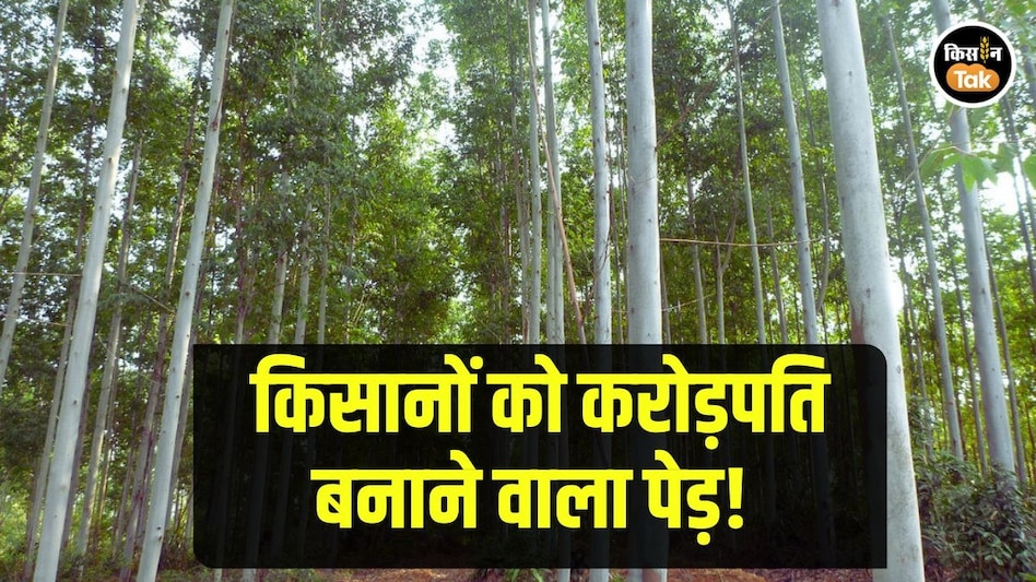 Agroforestry: किसानों को करोड़पति बना सकता है यह पेड़, जानें इसकी खेती का पूरा गणित Agroforestry: किसानों को करोड़पति बना सकता है यह पेड़, जानें इसकी खेती का पूरा गणित