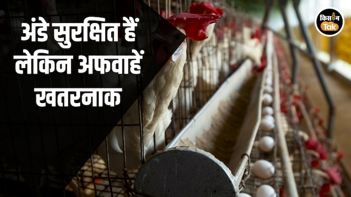 Egg Cancer Rumour India