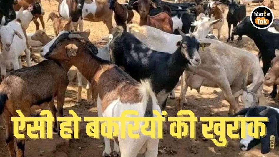 Diet for Goat: बकरियों से ज्यादा और अच्छा उत्पादन चाहिए तो ऐसी दें खुराक, पढ़ें डिटेल Diet for Goat: बकरियों से ज्यादा और अच्छा उत्पादन चाहिए तो ऐसी दें खुराक, पढ़ें डिटेल