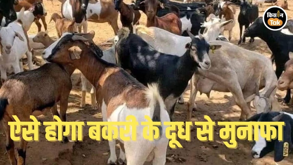 Goat Milk: सर्दी-बरसात में बकरी के दूध की कमी को पूरा करेगा ये मुनाफे वाला तरीका, पढ़ें डिटेल Goat Milk: सर्दी-बरसात में बकरी के दूध की कमी को पूरा करेगा ये मुनाफे वाला तरीका, पढ़ें डिटेल
