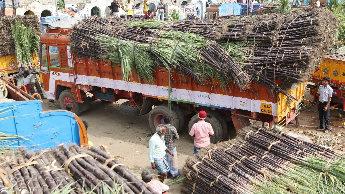 sugarcane intercropping
