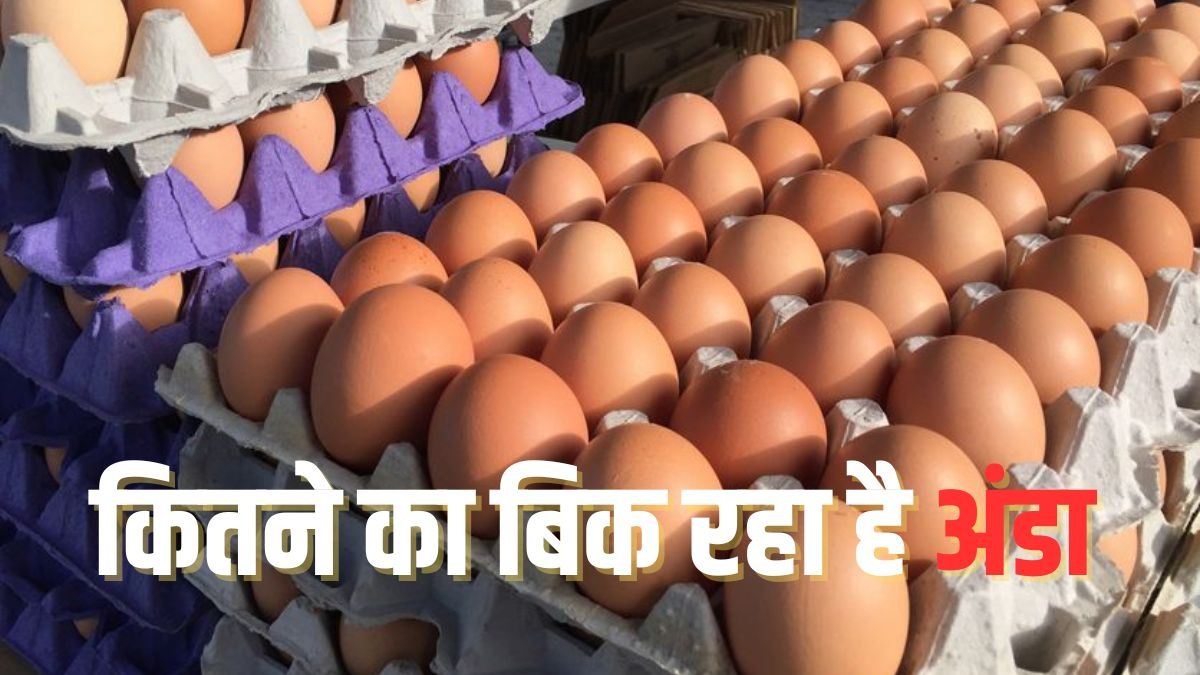 Egg Rate: जानें डिमांड बढ़ते ही कहां-कितने रुपये का बिक रहा अंडा, पढ़ें डिटेल 
