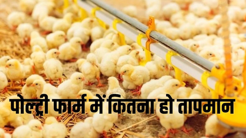 Poultry Farm: सर्दी के मौसम में पोल्ट्री फार्म खोलना चाह रहे हैं तो जरूर करें ये काम Poultry Farm: सर्दी के मौसम में पोल्ट्री फार्म खोलना चाह रहे हैं तो जरूर करें ये काम
