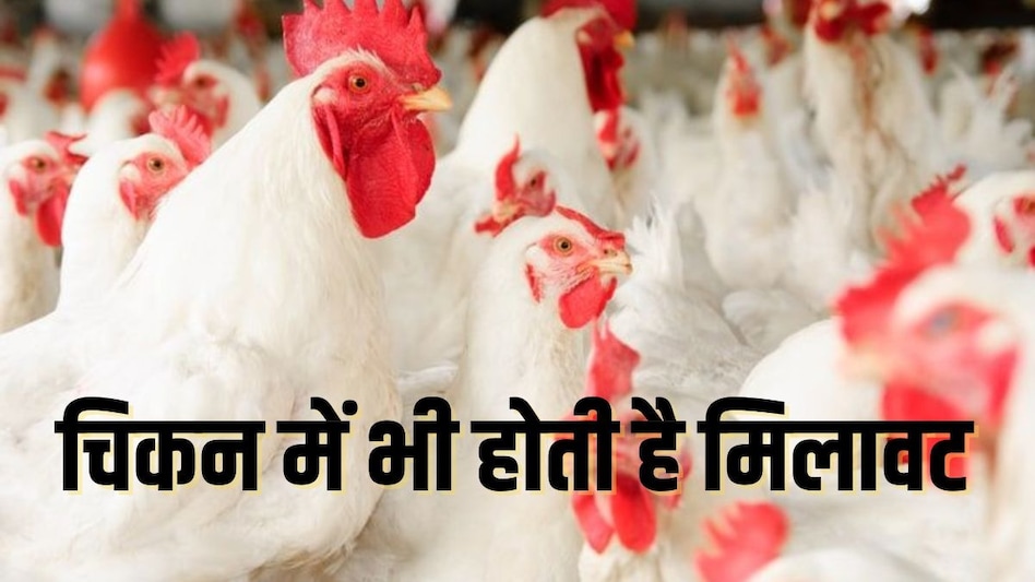 Poultry Chicken: चिकन के लिए जिंदा मुर्गे में भी होती है मिलावट, बाजार में ऐसे करें पहचान Poultry Chicken: चिकन के लिए जिंदा मुर्गे में भी होती है मिलावट, बाजार में ऐसे करें पहचान