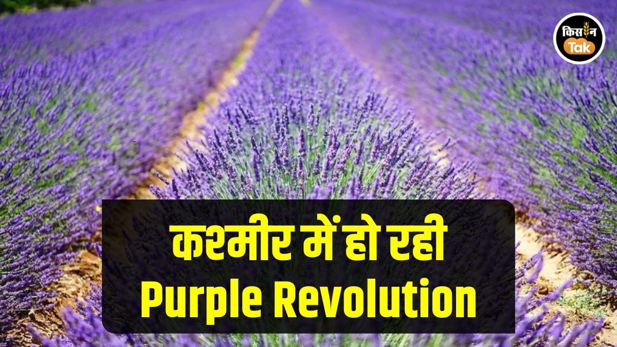 Purple Revolution: सेब, धान, मक्का छोड़कर लैवेंडर की खेती की तरफ क्यों बढ़ रहे कश्मीर के किसान