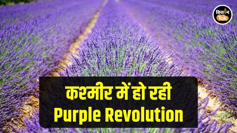 Purple Revolution: सेब, धान, मक्का छोड़कर लैवेंडर की खेती की तरफ क्यों बढ़ रहे कश्मीर के किसान Purple Revolution: सेब, धान, मक्का छोड़कर लैवेंडर की खेती की तरफ क्यों बढ़ रहे कश्मीर के किसान