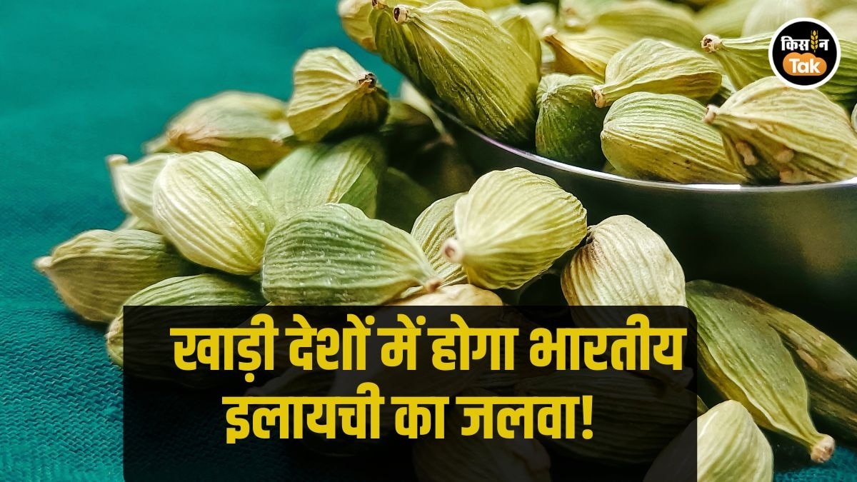 Cardamom Export: इलायची किसानों के लिए गुड न्‍यूज, रमजान के सीजन में बड़े मुनाफे का मौका 