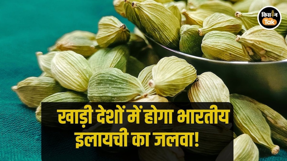 Cardamom Export: इलायची किसानों के लिए गुड न्यूज, रमजान के सीजन में बड़े मुनाफे का मौका Cardamom Export: इलायची किसानों के लिए गुड न्यूज, रमजान के सीजन में बड़े मुनाफे का मौका