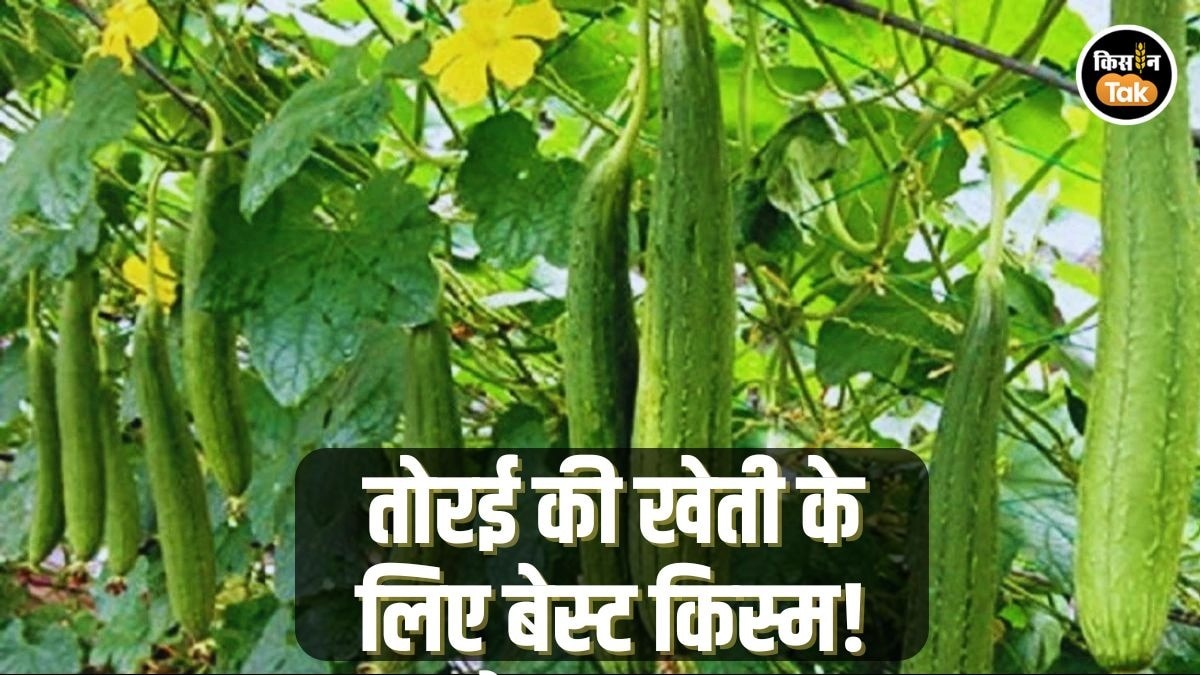 तोरई की खेती