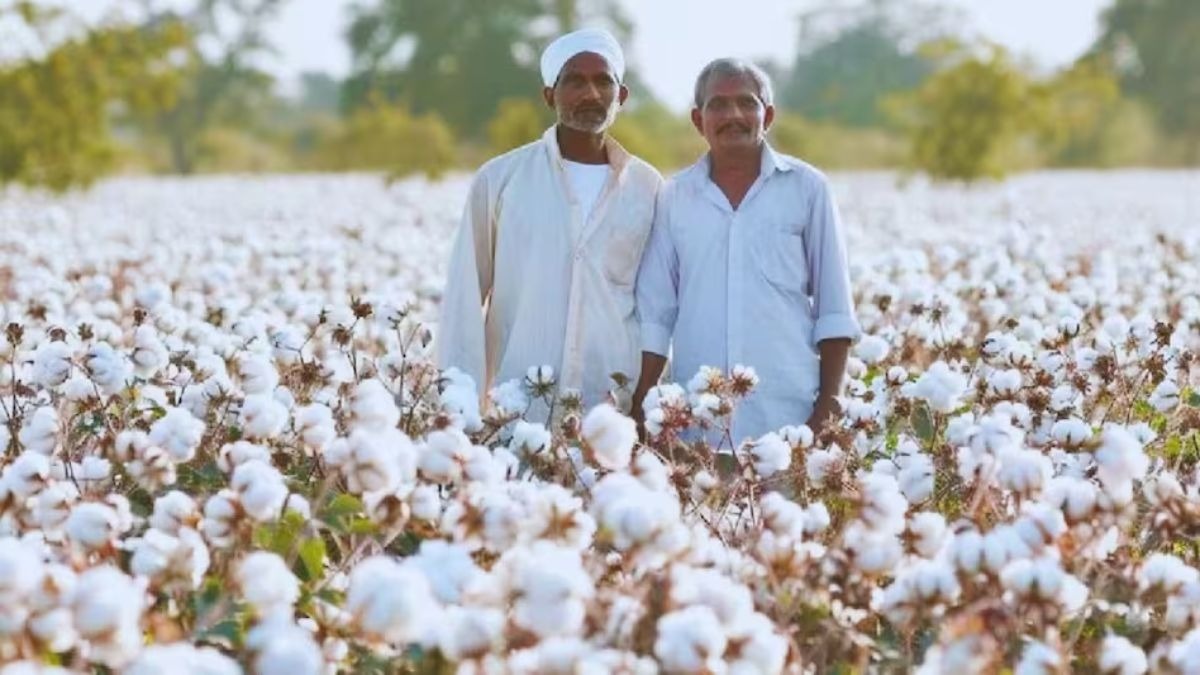 Cotton Procurement: CCI ने MSP पर 50 लाख गांठ कपास खरीदी, खरीद पिछले साल से 60% ज्यादा
