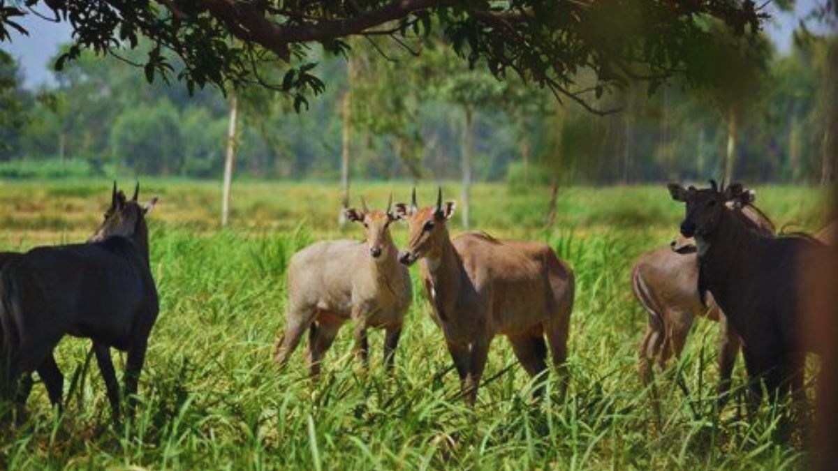 nilgai capture operation