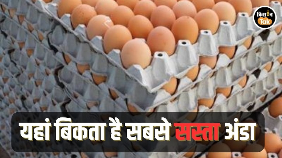 Egg Rate in World: यहां बिक रहा है दुनिया का सबसे सस्ता अंडा और महंगा पोल्ट्री फीड Egg Rate in World: यहां बिक रहा है दुनिया का सबसे सस्ता अंडा और महंगा पोल्ट्री फीड