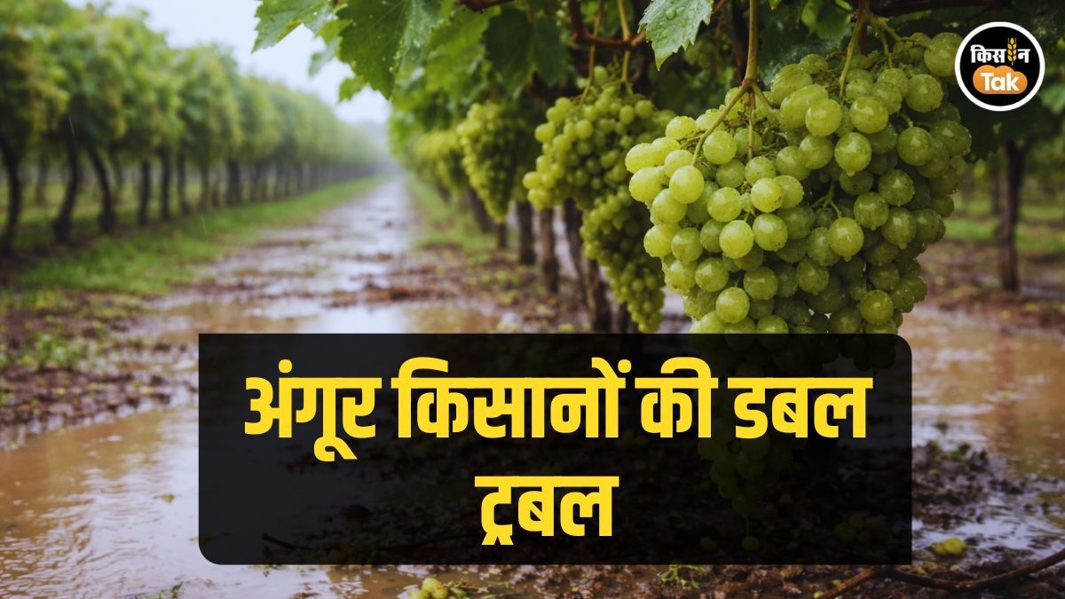 Maharshtra Grape: महाराष्‍ट्र के अंगूर किसानों के सामने दोहरी मुसीबत, बेमौसमी बारिश बनी आफत 
