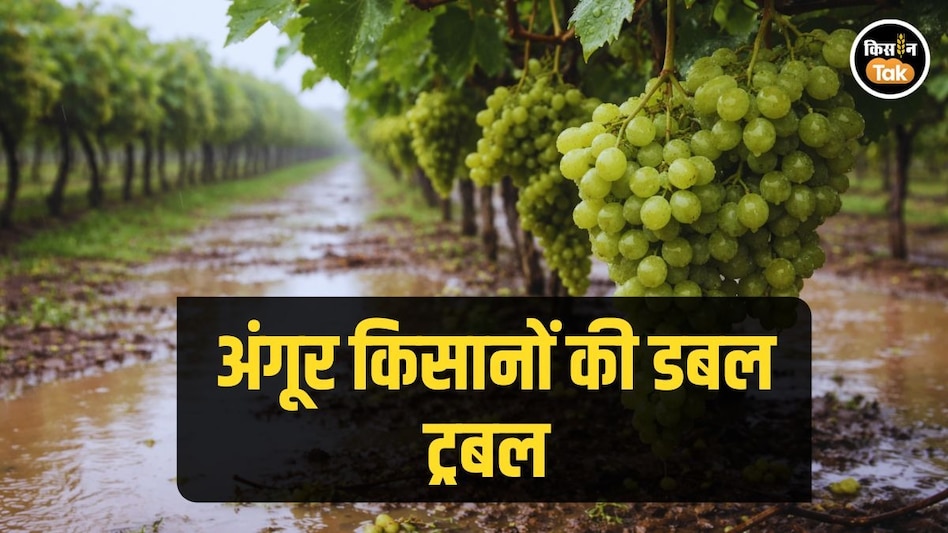 Maharshtra Grape: महाराष्ट्र के अंगूर किसानों के सामने दोहरी मुसीबत, बेमौसमी बारिश बनी आफत Maharshtra Grape: महाराष्ट्र के अंगूर किसानों के सामने दोहरी मुसीबत, बेमौसमी बारिश बनी आफत