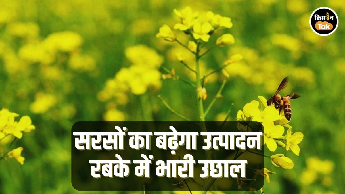 Mustard Farming: सरसों की ओर बढ़ा किसानों का रुझान, रकबे में आया भारी उछाल