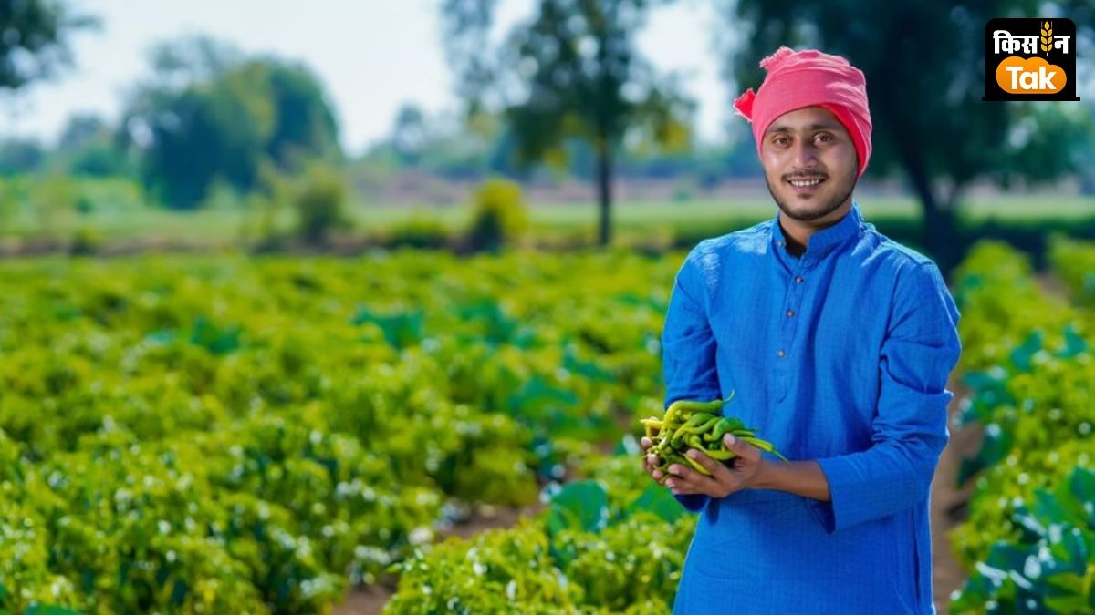 रबी फसलों के लिए एडवाइजरी जारी: गेहूं, राई, मक्का और सब्जियों को लेकर किसानों के लिए जरूरी सलाह