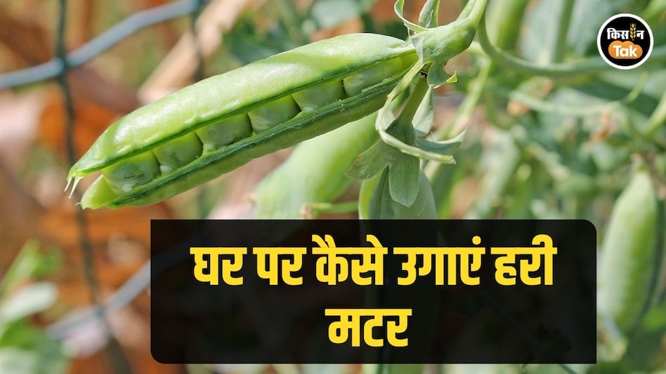Kitchen Gardening: घर के बगीचे या बालकनी में कैसे उगाएं हरी मटर, आसान टिप्स Kitchen Gardening: घर के बगीचे या बालकनी में कैसे उगाएं हरी मटर, आसान टिप्स