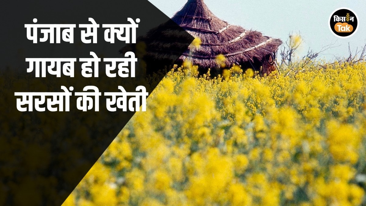 पंजाब में सरसों की खेती क्यों घट रही है? MSP, मार्केटिंग और तिलहन संकट की पूरी कहानी