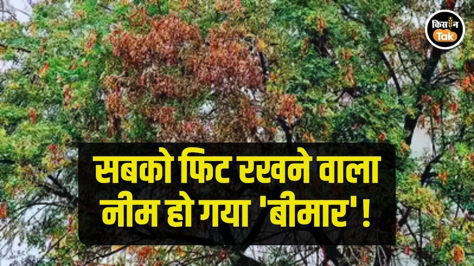Neem Tree: सारी बीमारियां को दूर करने वाले नीम के पेड़ को लगी किसकी नजर, तेलंगाना में कई 'बीमार' Neem Tree: सारी बीमारियां को दूर करने वाले नीम के पेड़ को लगी किसकी नजर, तेलंगाना में कई 'बीमार'