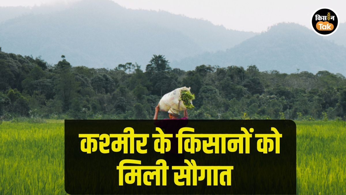 कश्‍मीर में लॉन्‍च मक्‍का, गेहूं, सेब की ज्‍यादा उपज वाली किस्‍में, SKUAST ने दिया  किसानों को तोहफा 