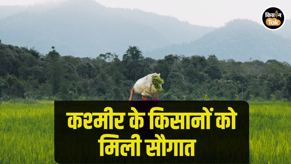 कश्मीर में लॉन्च मक्का, गेहूं, सेब की ज्यादा उपज वाली किस्में, SKUAST ने दिया किसानों को तोहफा कश्मीर में लॉन्च मक्का, गेहूं, सेब की ज्यादा उपज वाली किस्में, SKUAST ने दिया किसानों को तोहफा