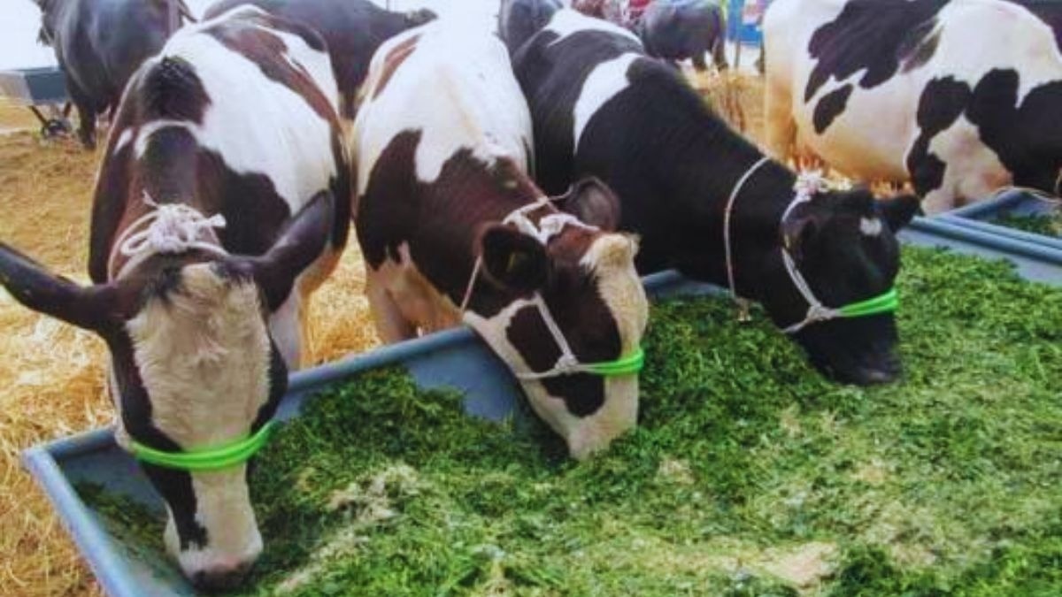 Green Fodder: रिजका चारा का बीज की कमी पर क्या बोले अजमेर डेयरी संघ अध्यक्ष 