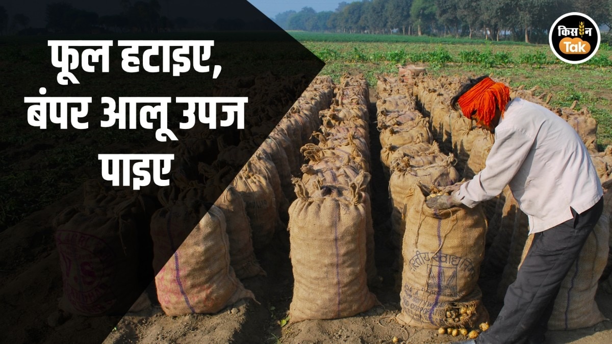 potato production tips