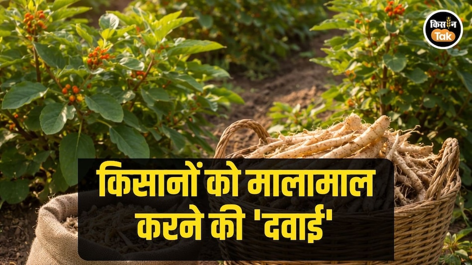 Medicinal Farming: 'दवाई' है यह पौधा, खेती से बढ़ जाएगी किसानों की इनकम, लग जाएगी लॉटरी Medicinal Farming: 'दवाई' है यह पौधा, खेती से बढ़ जाएगी किसानों की इनकम, लग जाएगी लॉटरी