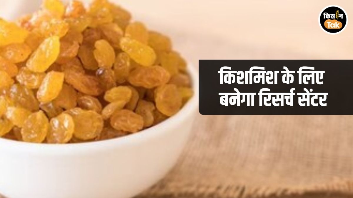 किशमिश पर शुरू होगी तगड़ी रिसर्च, इस जिले में खुलेगा सेंटर, किसानों को मिलेंगे ये फायदे