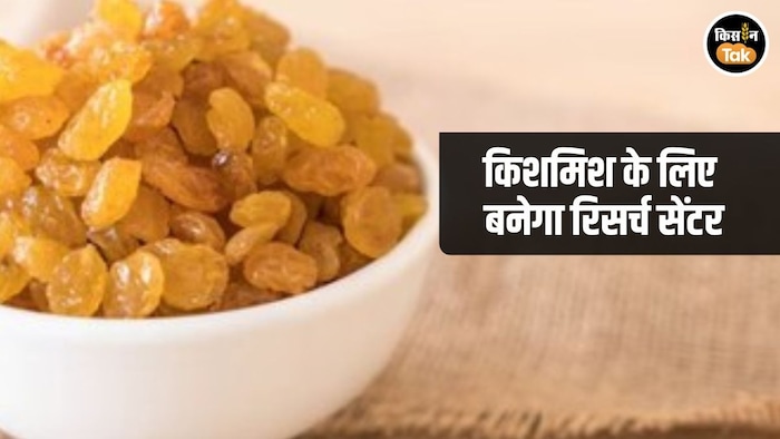 Sangli to get Kishmish Research Centre