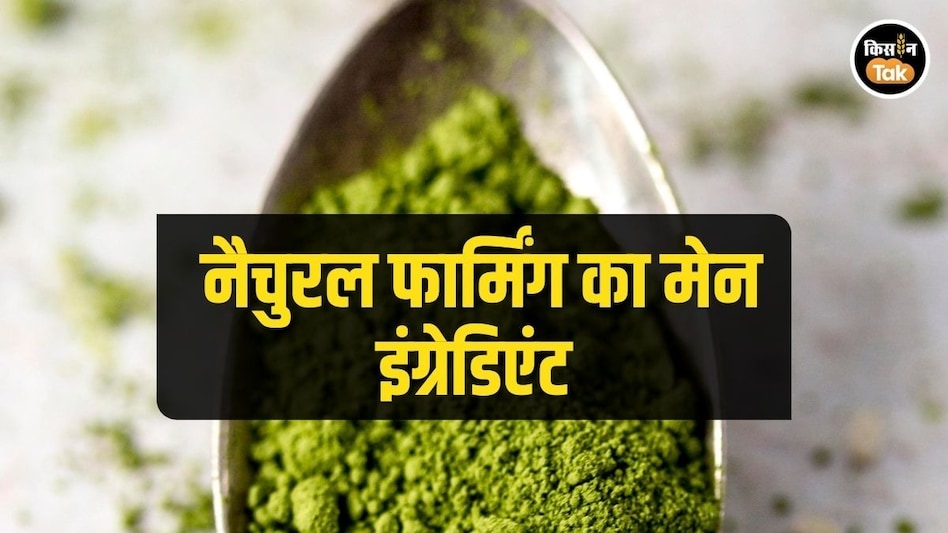 Natural Farming: क्यों फसलों का सच्चा दोस्त है नीम का पाउडर, ये 5 वजहें जानकर रह जाएंगे हैरान Natural Farming: क्यों फसलों का सच्चा दोस्त है नीम का पाउडर, ये 5 वजहें जानकर रह जाएंगे हैरान