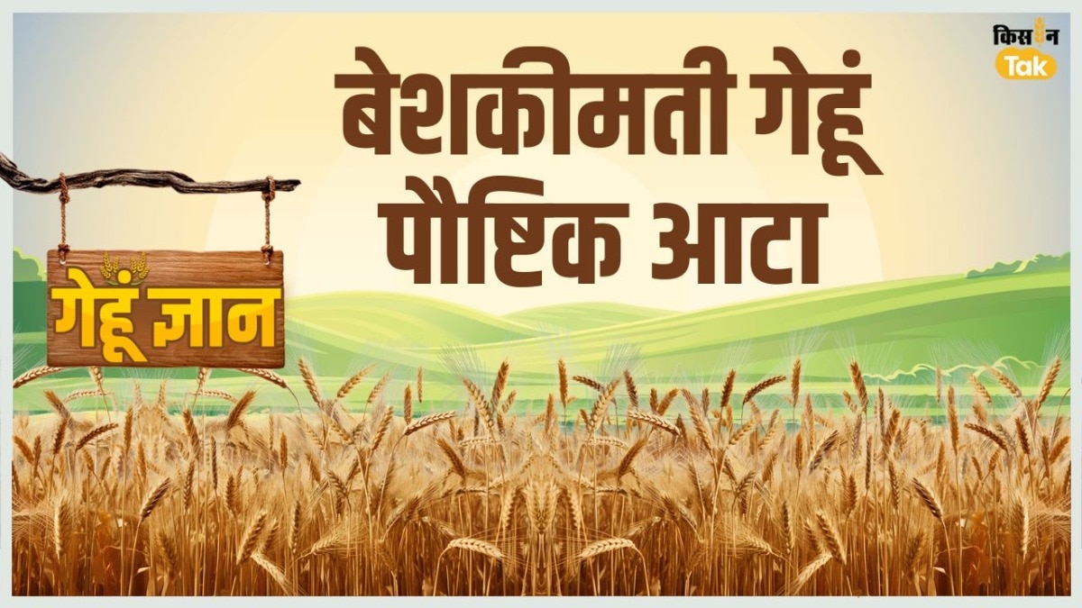 250 रुपये किलो आटा, 10000 रुपये किलो बीज: आखिर क्यों इतना बेशकीमती है यह गेहूं?