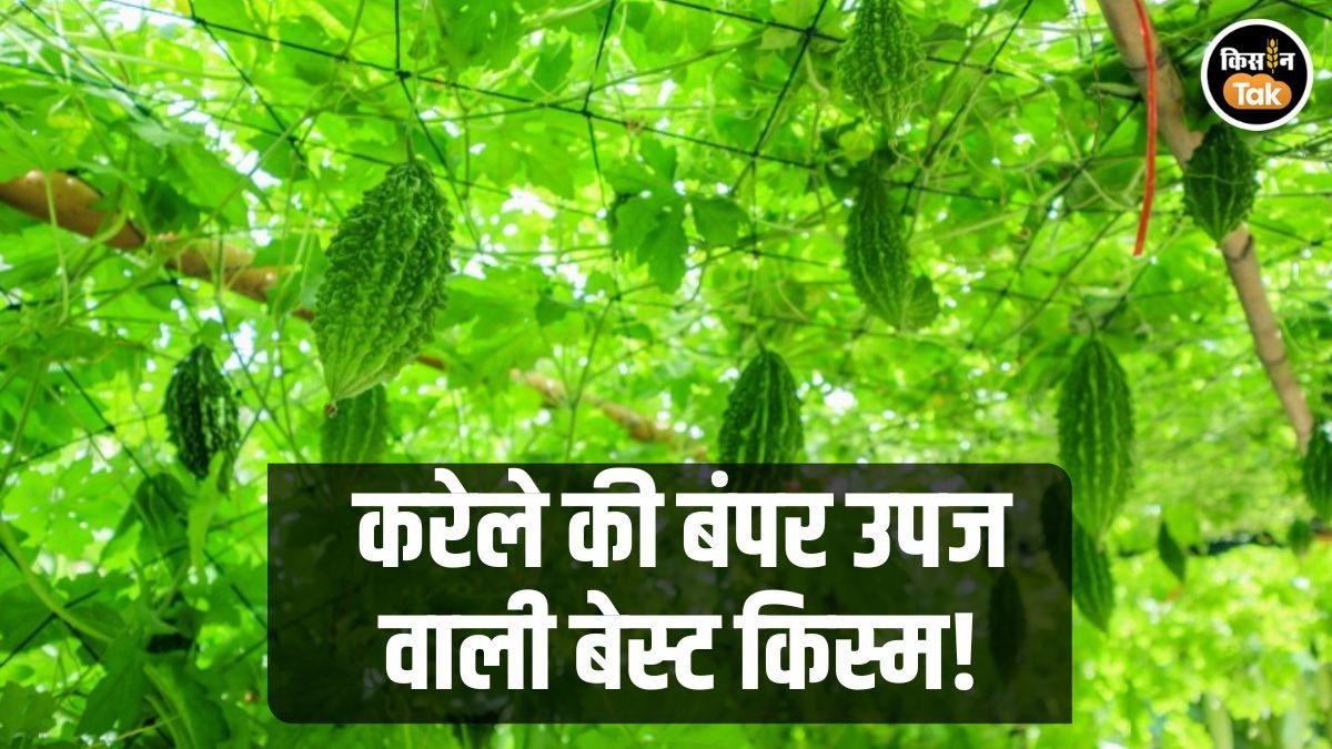 करेले की काशी प्रतिष्ठा किस्म देगी बंपर पैदावार, इस महीने उगाने के लिए यहां से मंगवाएं बीज