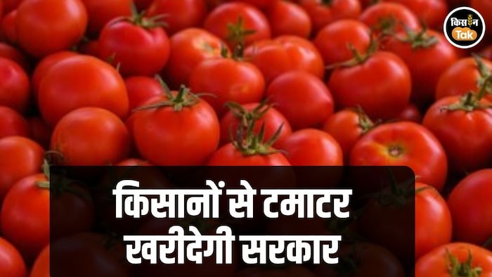Tomato Purchase Bihar Vegfed
