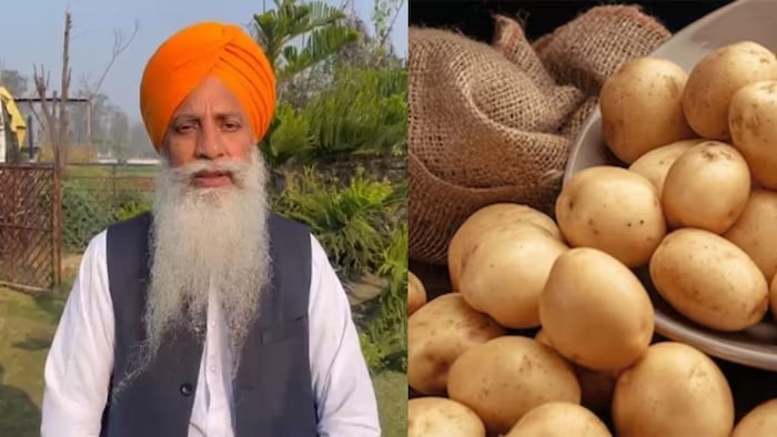 आलू की कीमतों में गिरावट