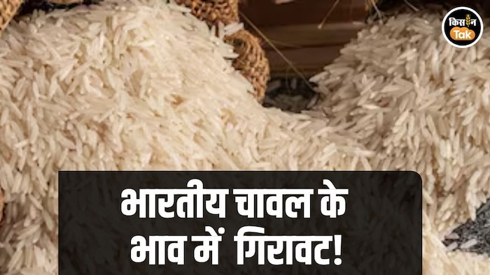 Indian Rice Price Fall